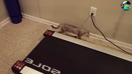 TOP Funny Cat and Dog Dancing and Singing in the World part 3_78