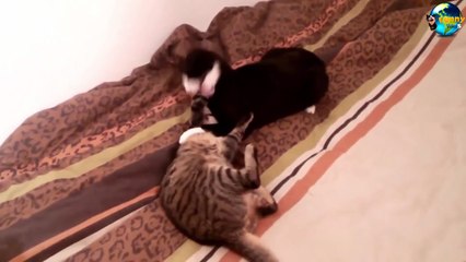 TOP Funny Cat and Dog Dancing and Singing in the World part 3_92