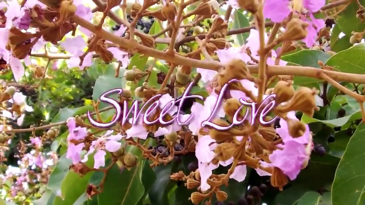 Sweet Love - Noly Time [Khmer song]