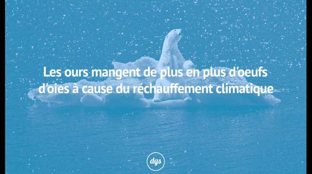 Les ours mangent de plus en plus d'oeufs d'oies à cause du réchauffement climatique