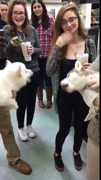 Ces chiots ont la conversation la plus mignonne. Regarder les réactions des filles!