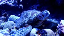 グアムの海で大きいウミガメと遭遇-lMcF7QU5V3w