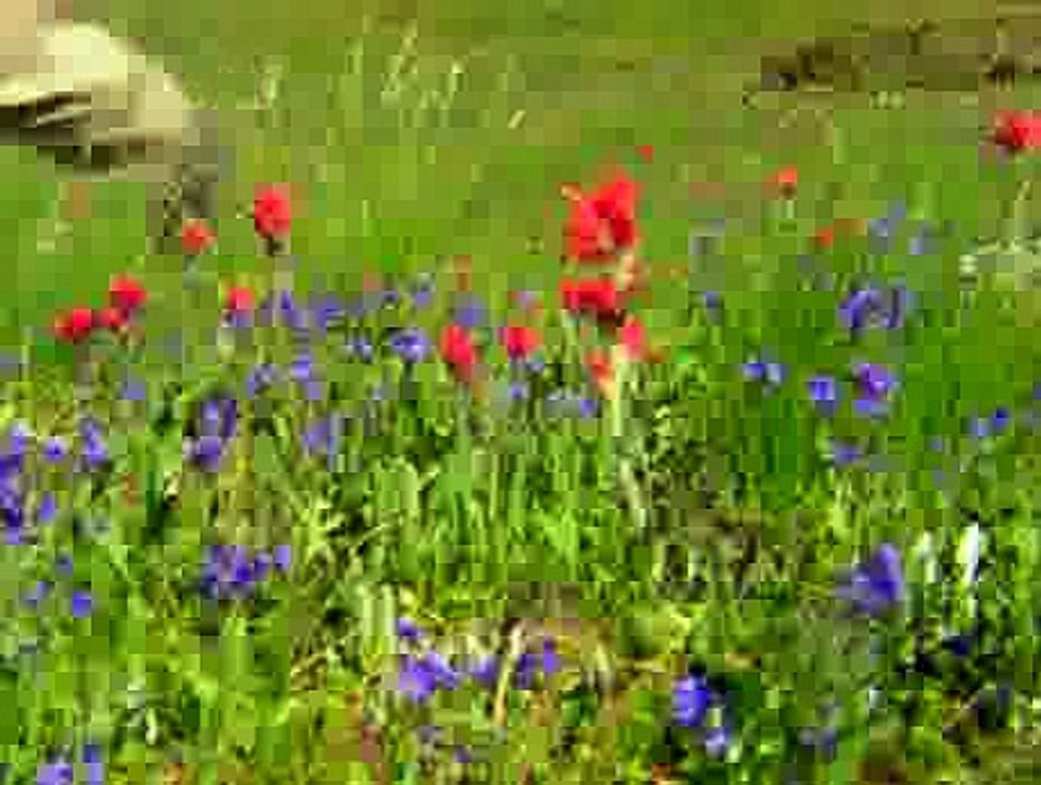 Bill Nye The Science Guy S4E10 Flowers