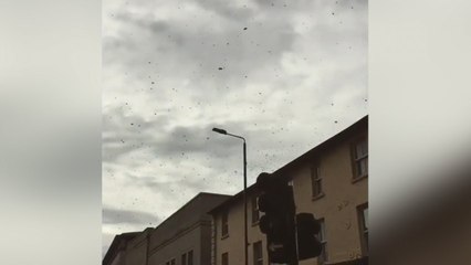 Giant swarm of bees bring London borough to a standstill at rush hour