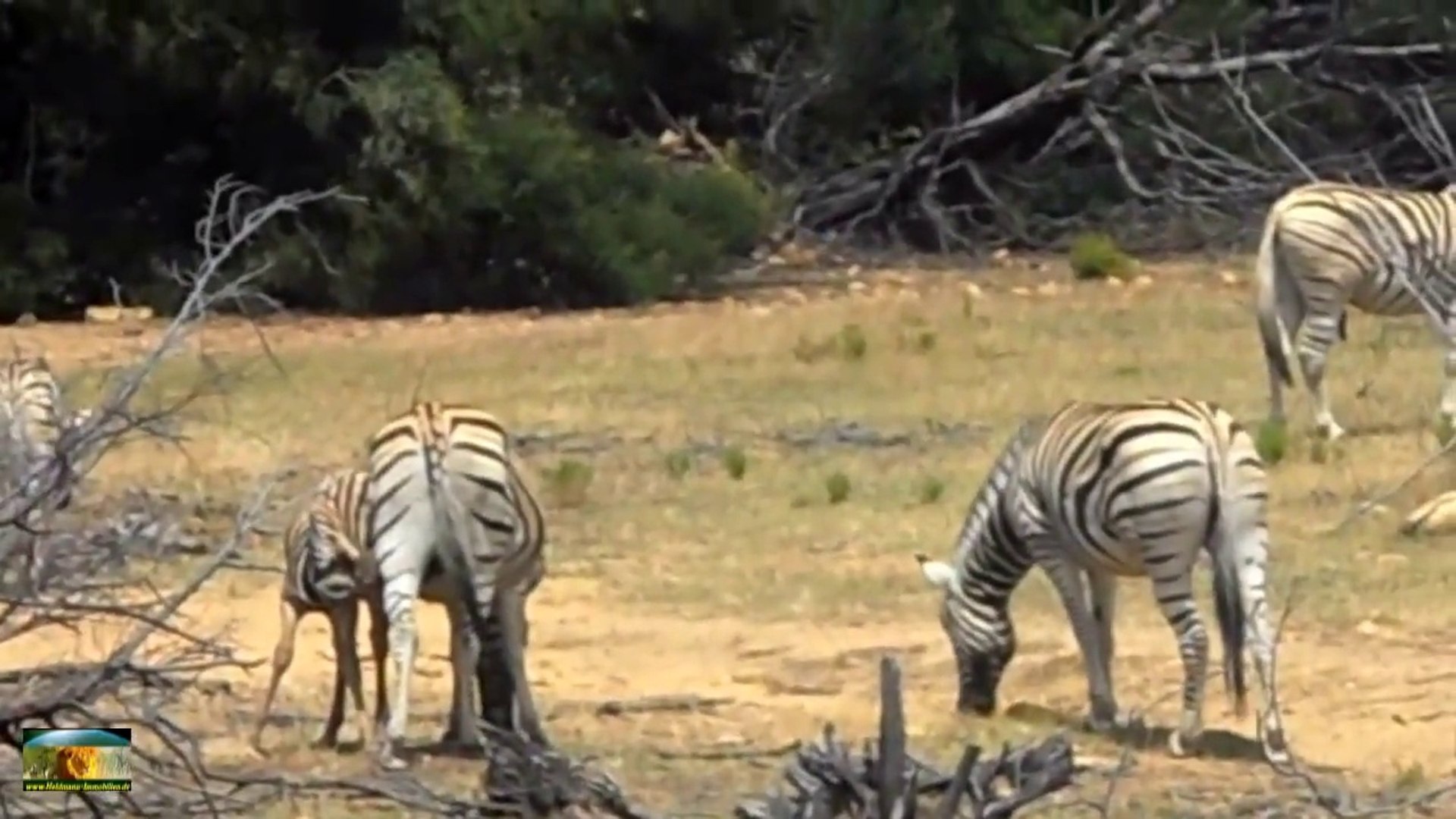 ⁣Safari - Zebras with foal-g8KaJIyvWO