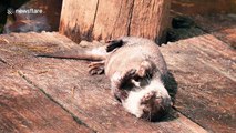 Sunbathing otter uses rock as 'fidget spinner'