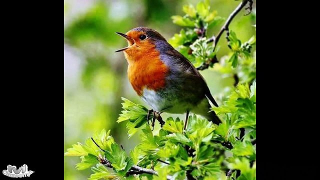 Colaj Grupul Filadelfia - 1 ora de Muzica Crestina