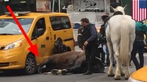 Spooked horse gets hit by taxi cab and collapses in NYC street