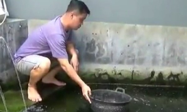 Pria Madiun Ini Pelihara Ikan Predator