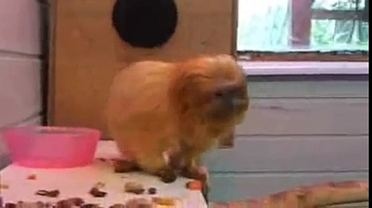 Golden Lion Tamarin