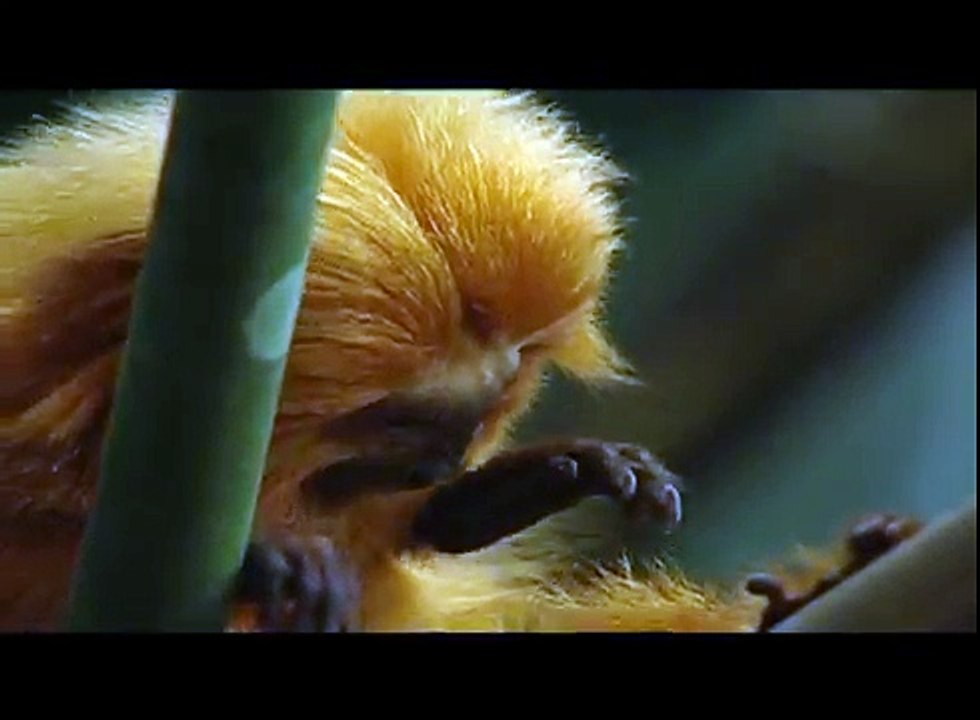 Golden Lion Tamarin - Conservation International (CI)