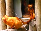 Baby golden lion tamarin is exploring the world