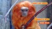 Golden Lion Tamarin - Endangered Species