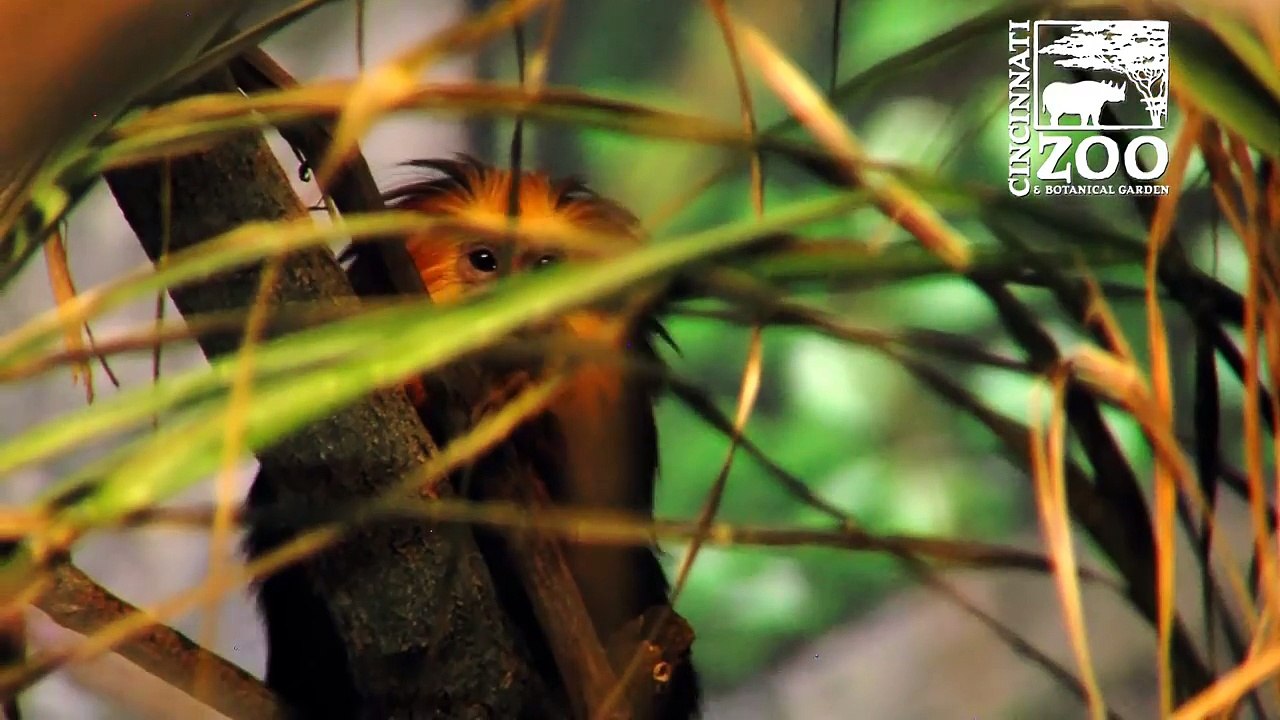Golden Lion Headed Tamarins New Home - Cincinnati Zoo