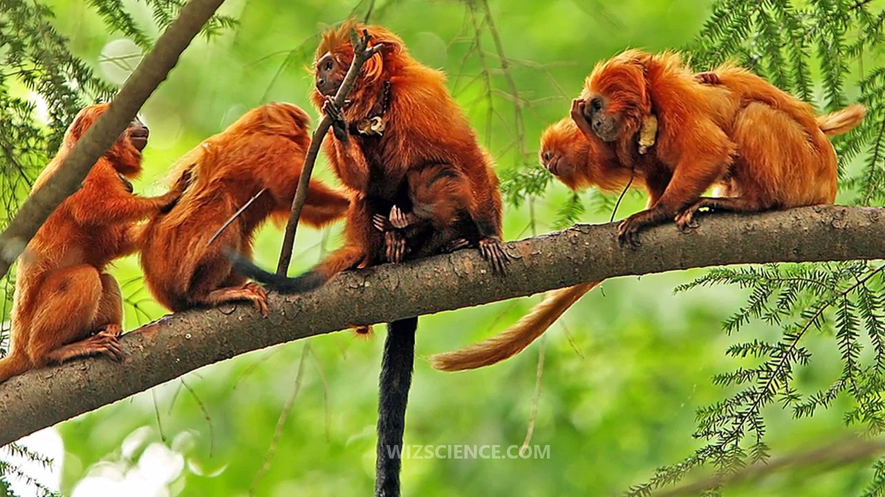Golden lion tamarin - Video Learning