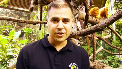 Emperator Tamarin and Gold Lion Tamarin