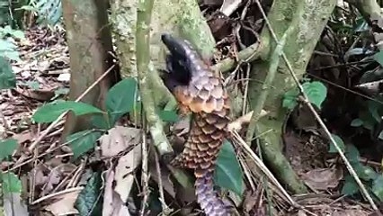 bu nasıl bir hayvan böyle