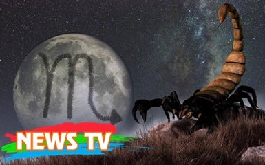 Tấn công con mồi với vận tốc 130 cm/giây, đây là loài bọ cạp có tốc độ nhanh nhất thế giới