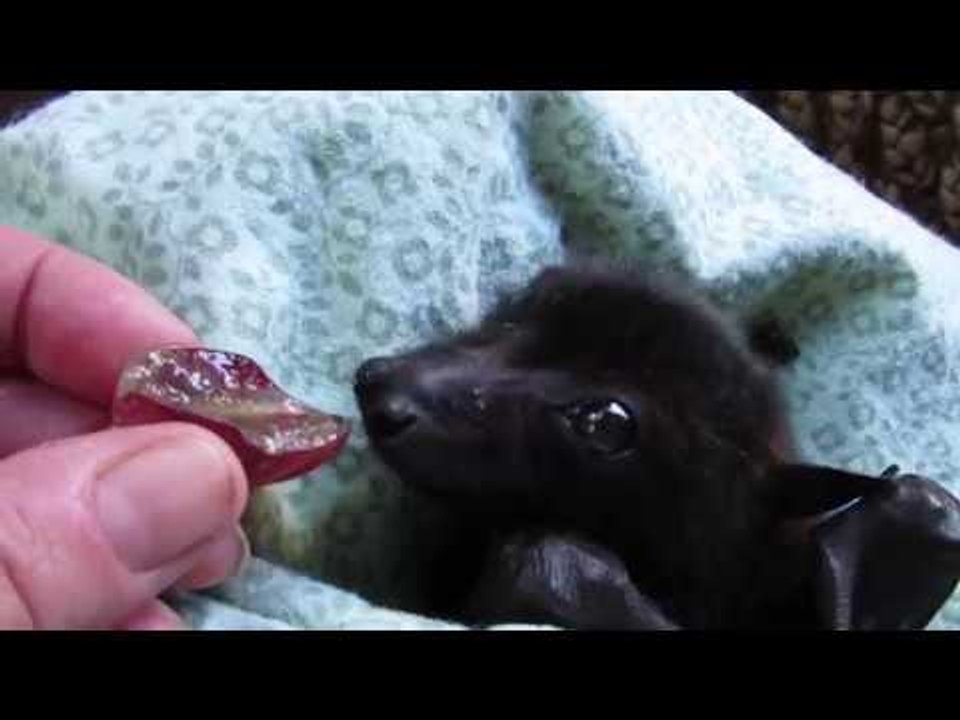 Andy the Bat Chows Down on Some Fruit After Coming Close to Death