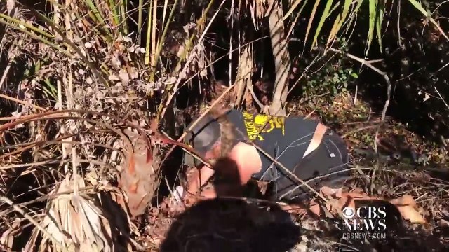 Complètement fou, cet homme capture un python à mains nues