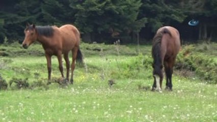 Yılkı Atları Grup Halinde Göründü