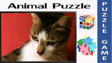 Cat Face | Amazing Puzzle Game & Jigsaw for Little Kids