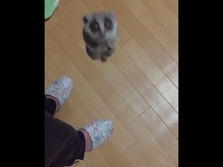 Baby Galago Performs Matrix-Like Jump at Home