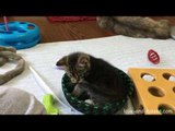 Cute Kittens Enjoy Playtime