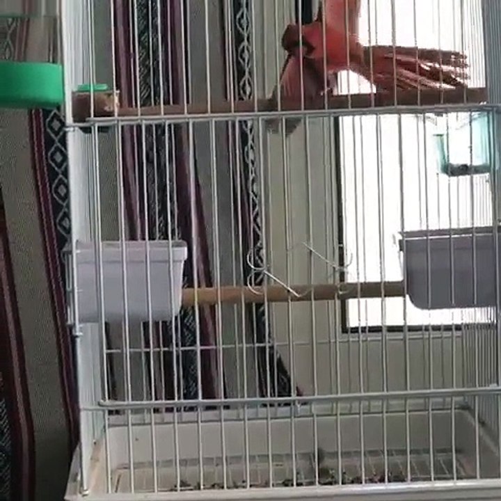 طائر الكردينال الكندي le oiseau de cardinal canadien