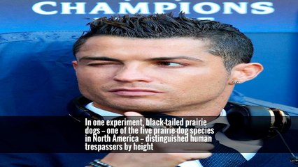 Unknown to Slobodchikoff, around the same time that he began recording prairie-dog alarm calls in Flagstaff, Peter Marler, the renowned animal-communication expert