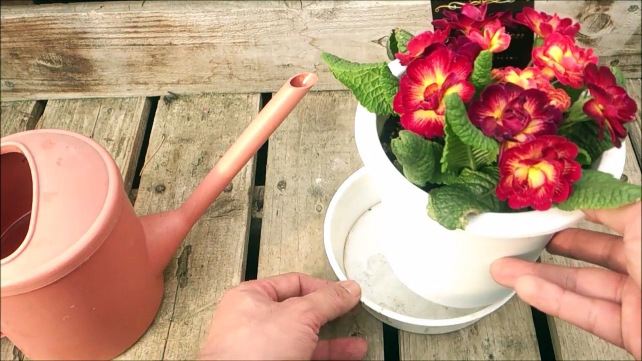 how to grow Primula polyantha