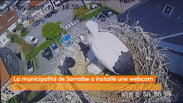 Moselle : une webcam pour suivre la vie d'un couple de cigognes en direct