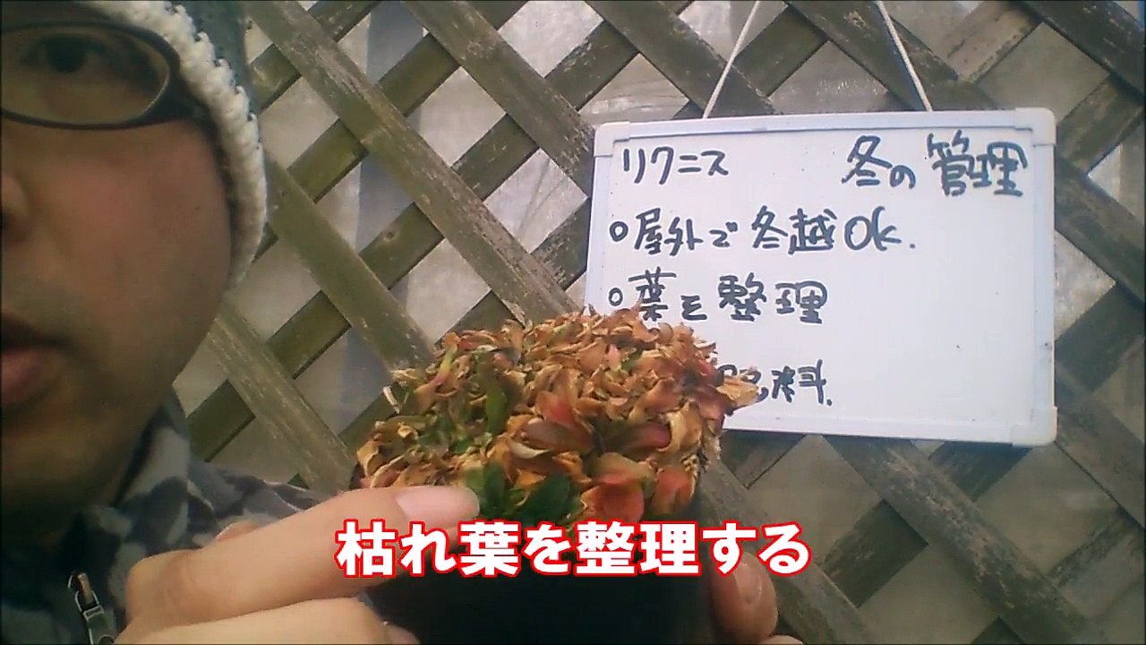 リクニスの冬の管理
