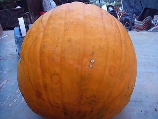 Halloween pumpkin Miffy　ハロウィンかぼちゃ「ミッフィー」