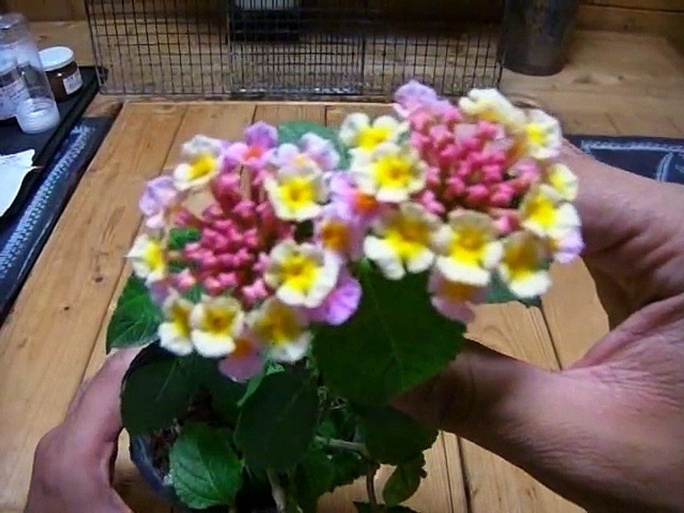 ランタナの育て方