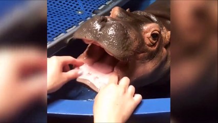 Regardez ce bébé hippopotame juste craquant!