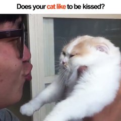 Ce chat déteste les bisous