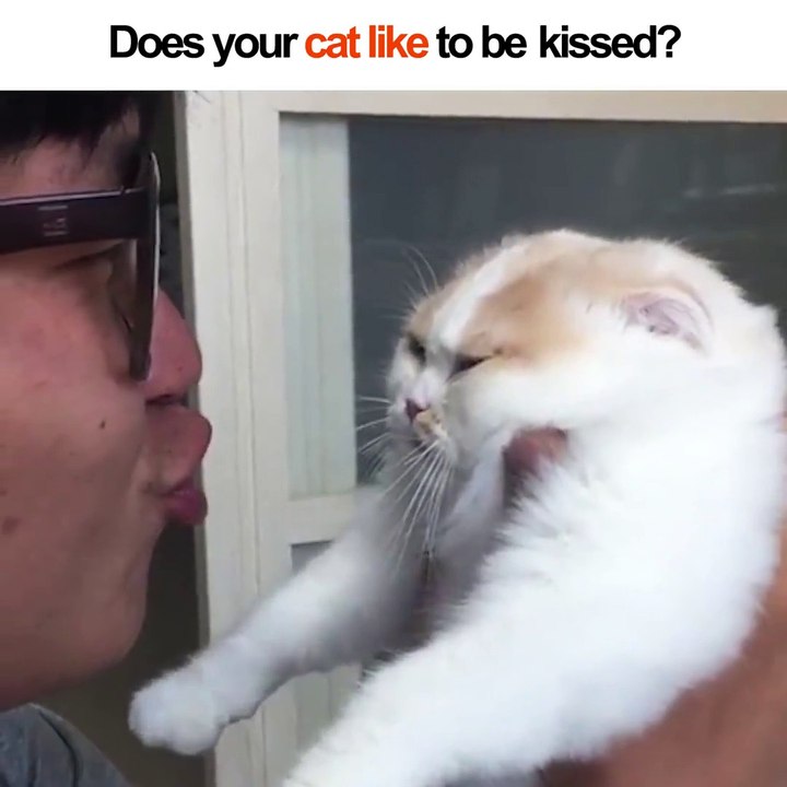 Ce chat déteste les bisous