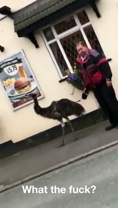 Ce gars promène son émeu dans la rue... Oui oui son émeu!