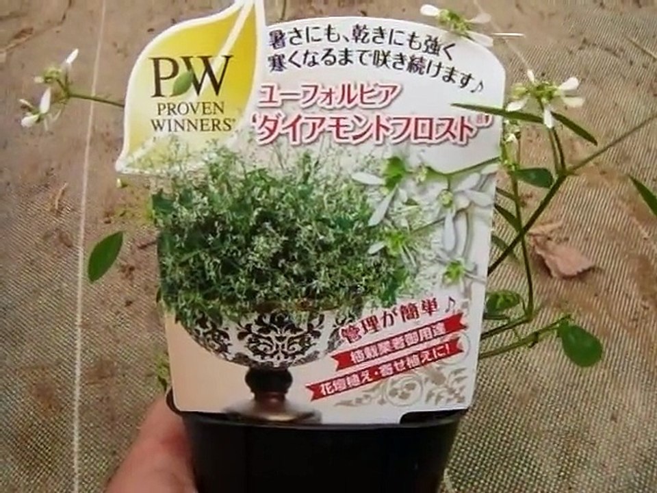 ユーホルビア　ダイアモンドフロストの育て方