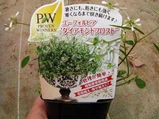 ユーホルビア　ダイアモンドフロストの育て方