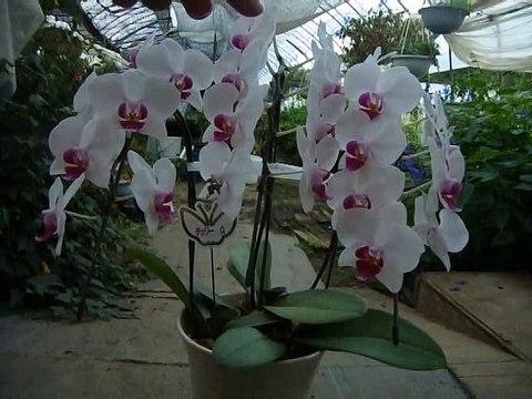 how to grow Phalaenopsis コチョウランの育て方