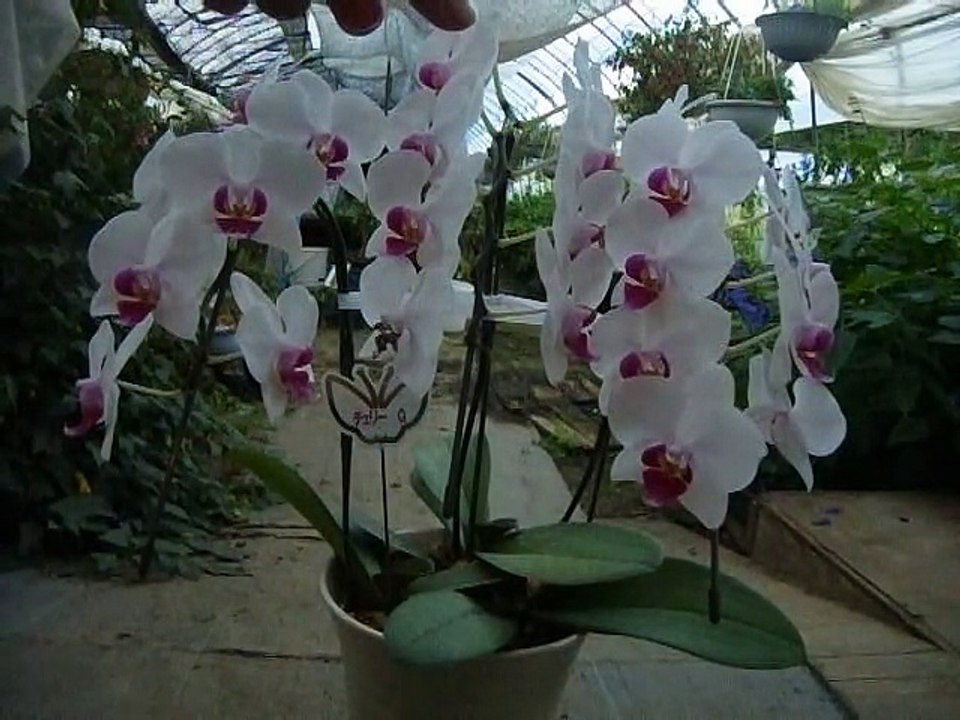 how to grow Phalaenopsis コチョウランの育て方