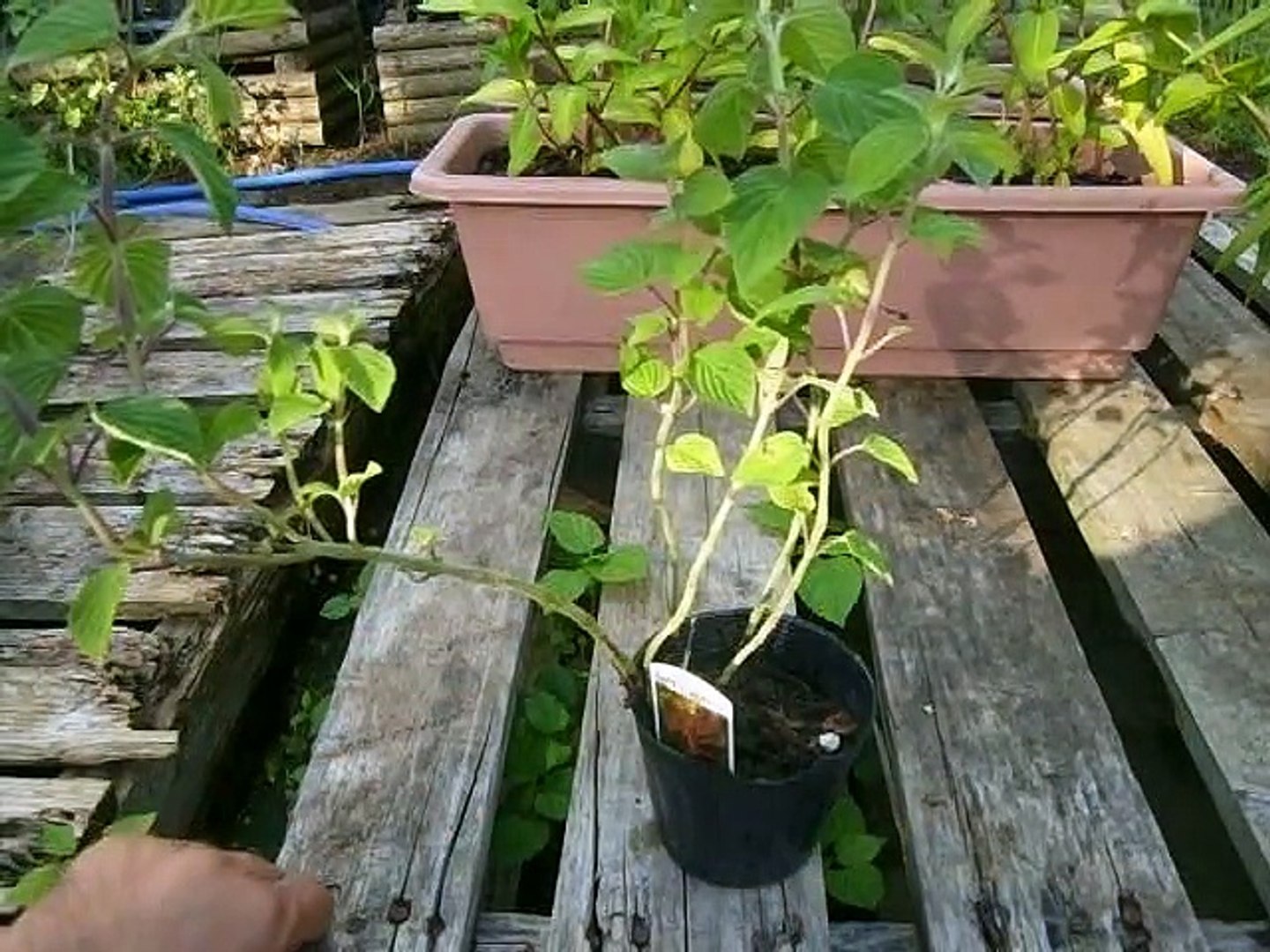 How To Grow Salvia Elegans パイナップルセージの育て方 Video Dailymotion