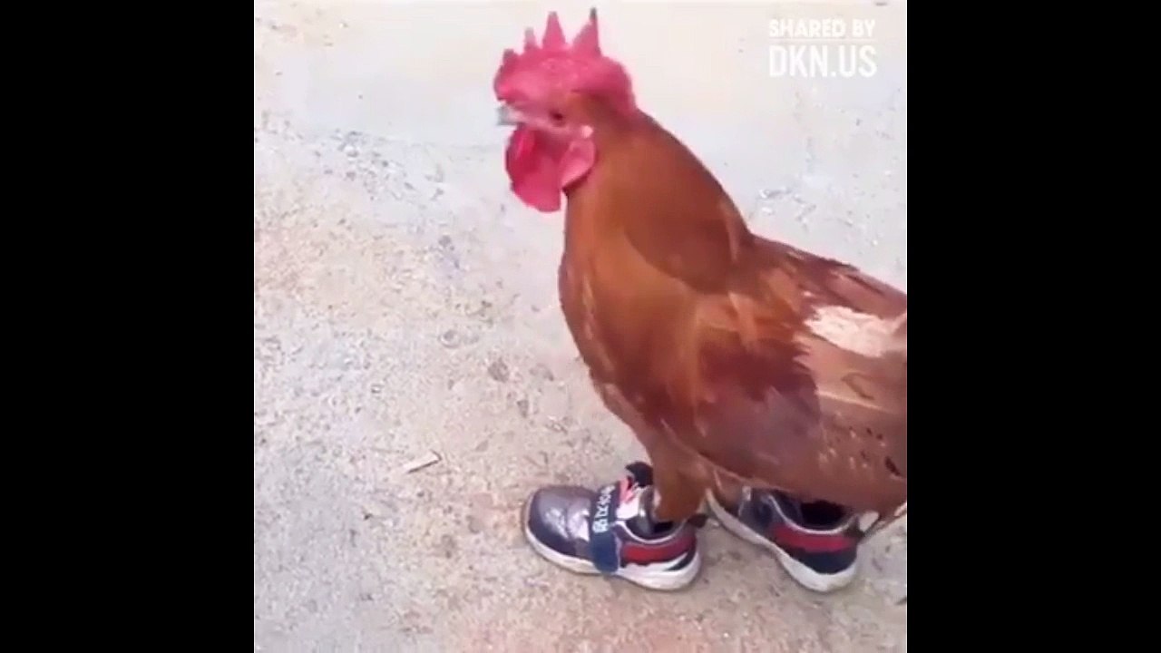 The chicken wears shoes !!!