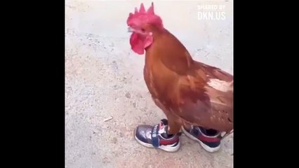 The chicken wears shoes !!!