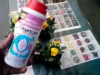 パンジー、ビオラの手入れ