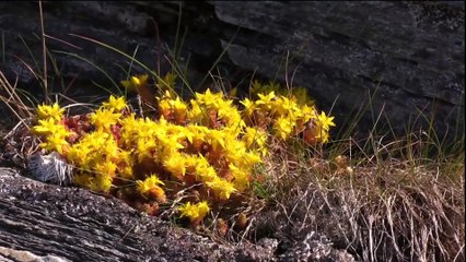 Pop music - Bitterness of offense - Olga Pavenskaya