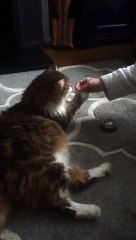 Cat Rings Bell For Service