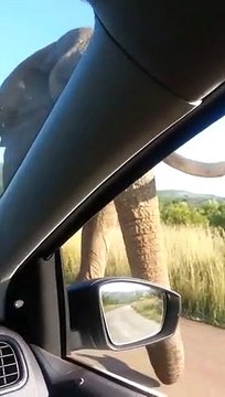 Elefante aplasta parabrisas de coche de turistas